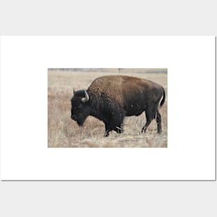 Bison Posters and Art